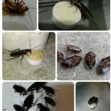 史上最好用❤️純手作蟑螂炸彈（一組6顆）