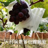 吳老爹-嚴選大村巨峰葡萄🍇規格:4斤含箱足重 💰商品售價:450 活動價