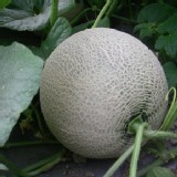 哈密瓜~將軍特產-果農自產自銷，甜度保證/顆 每一顆足3斤重