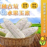 雲林古坑牛奶水果玉米-重量:2斤/包(約4-5根)但仍以實際收到為主 量一定夠