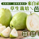 來自社頭草生栽培ㄟ芭樂-商品規格:3斤/包