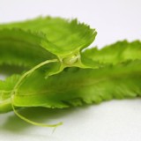 無噴農藥的蔬菜(翼豆)250g