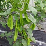 A 無噴農藥的蔬菜(翼豆)220g