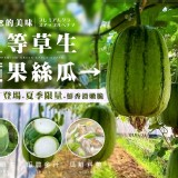 上等草生蘋果絲瓜-3顆一組