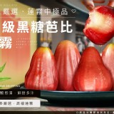 2024蓮霧界中的極品-LV級黑糖芭比蓮霧(頂級特大果)市售$899