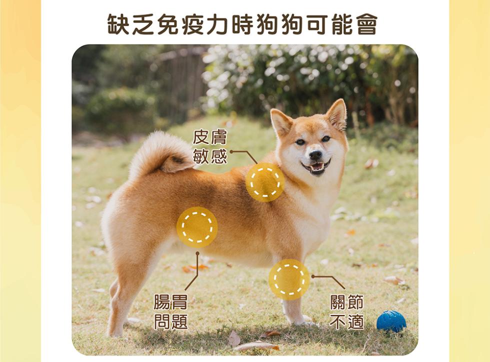 缺乏免疫力時狗狗可能會。