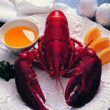 波士頓龍蝦