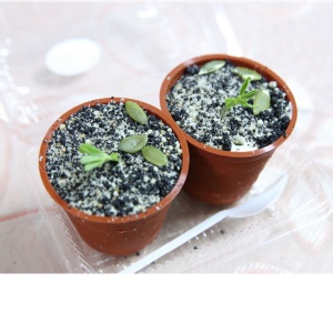 提拉米蘇盆栽8入