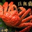 入口大滿足★【鮮到家】頂級A+熟凍帝王蟹