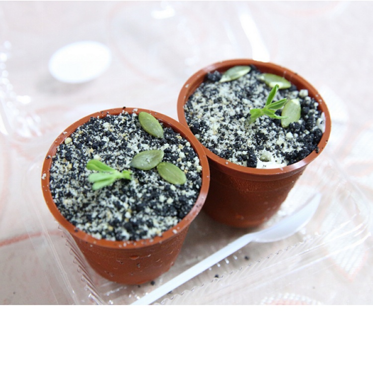 提拉米蘇盆栽8入