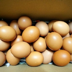 天然靈芝土雞紅蛋4斤裝禮盒