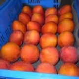 嚴選枋山盧家愛文芒果(御用級)8入 風靡日本-通過300多種農藥檢測-吉園圃安全蔬果認證-牛奶有機肥灌溉