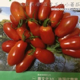 溫室玉女番茄 特價：$150
