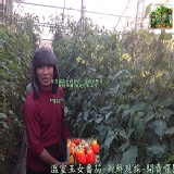 溫室玉女番茄 特價：$150