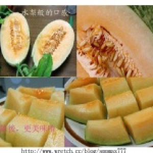 新世紀新疆哈密瓜~11月中後開始採收配送