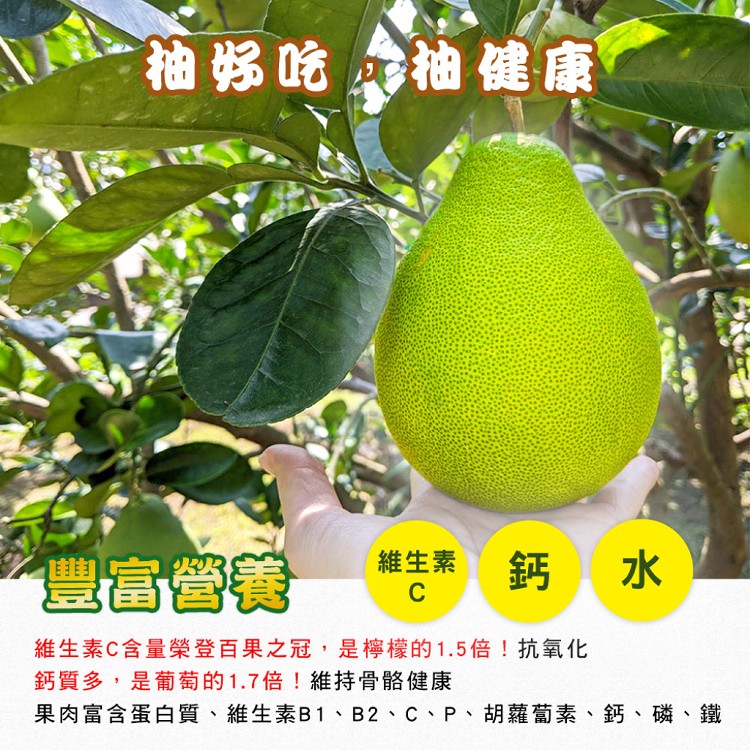 【麻豆王 文旦華】正宗麻豆50年老欉文旦(5斤,6-8顆)