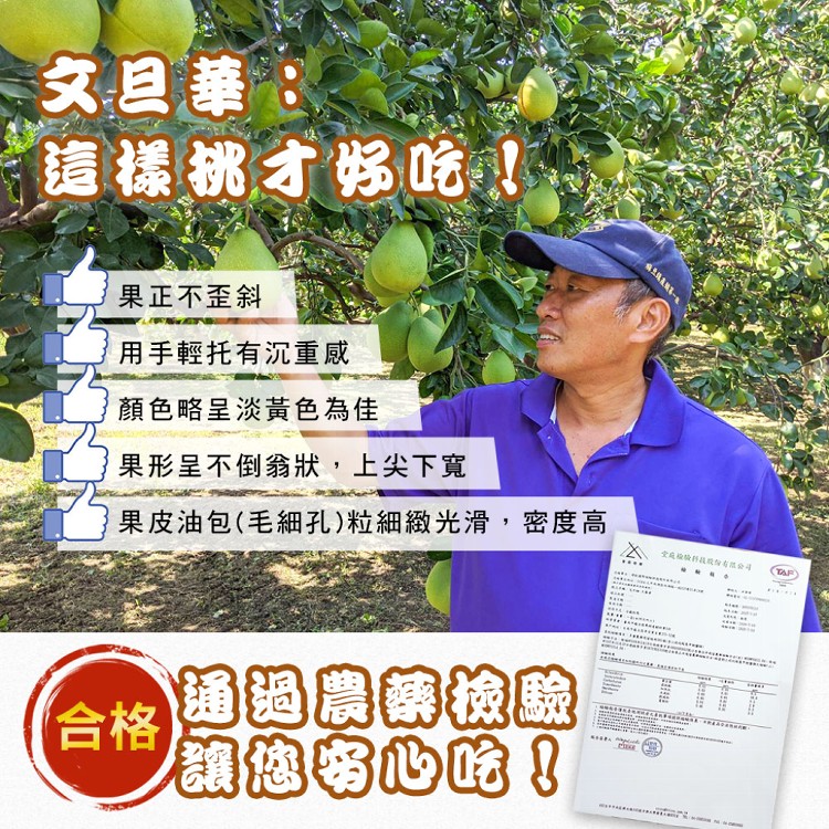 【麻豆王 文旦華】正宗麻豆50年老欉文旦(5斤,6-8顆)