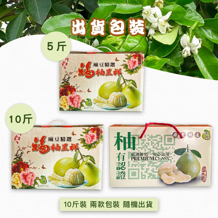 【麻豆王 文旦華】正宗麻豆50年老欉文旦(5斤,6-8顆)