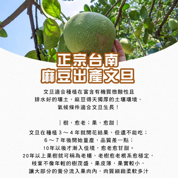 【麻豆王 文旦華】正宗麻豆50年特選老欉文旦(5斤,6-8顆)