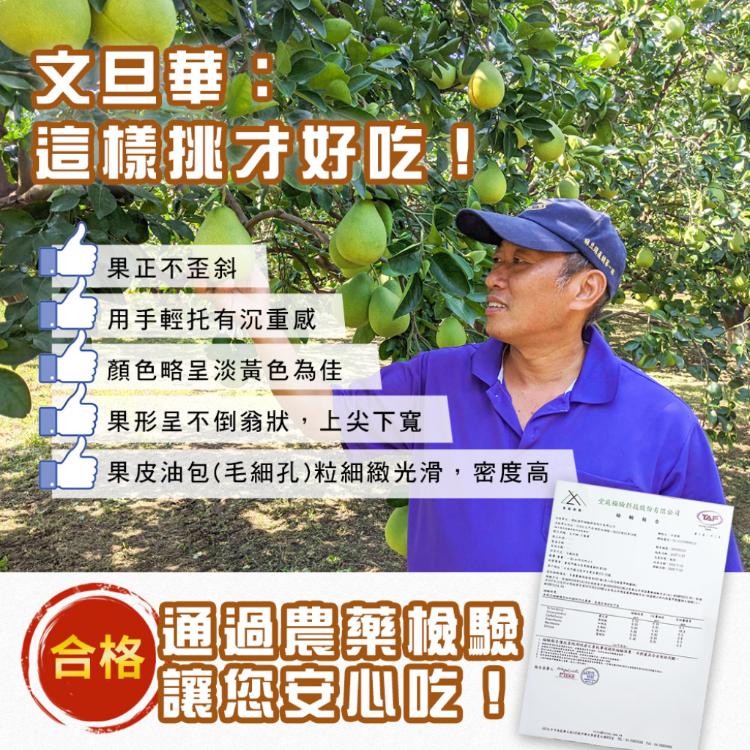 【麻豆王 文旦華】正宗麻豆50年特選老欉文旦(5斤,6-8顆)