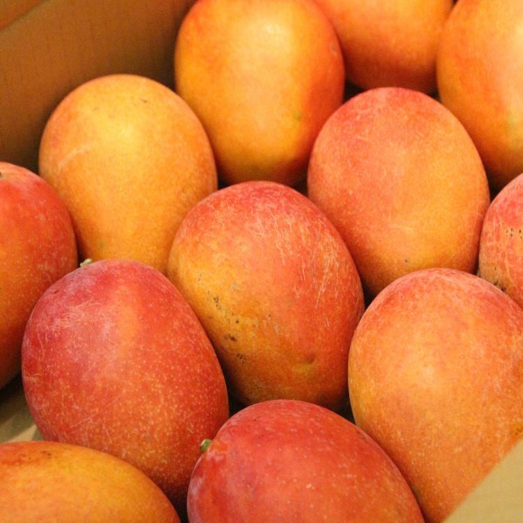 【鮮菓選】友善耕作 屏東枋山 愛文芒果