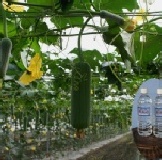 易園絲瓜水-1瓶（未磁化） 【24倍數】