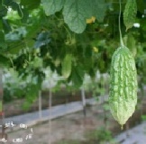 易園苦瓜水 - 1瓶 特價：$38