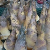 新鮮綠竹筍(生) 二斤裝 特價：$200