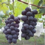 黑的預購 (含箱五台斤) 特價：$350