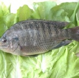 臺灣鯛魚 鹹水養殖500-600公克