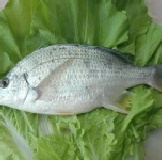 黃翅尾魚 鹹水養殖,肉質細膩,重量600公克(2尾)
