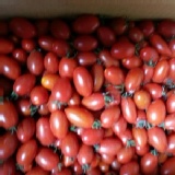 溫室牛奶小番茄1盒，約重1斤 特價：$79