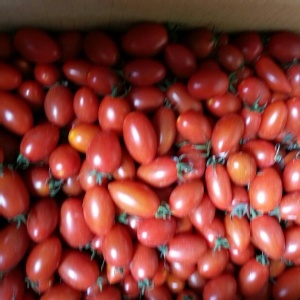 梨山溫室牛奶小番茄1盒，約重1斤 特價：$169