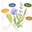 CAN+ Fairy 四纖籽