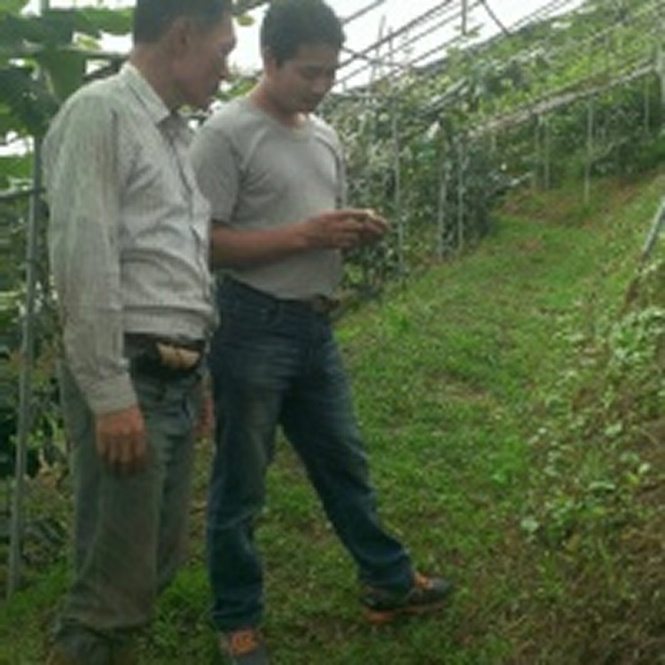 散裝有機水蜜桃