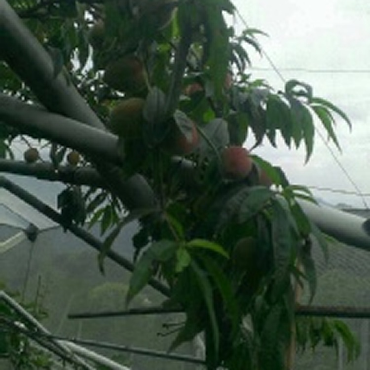 散裝有機水蜜桃