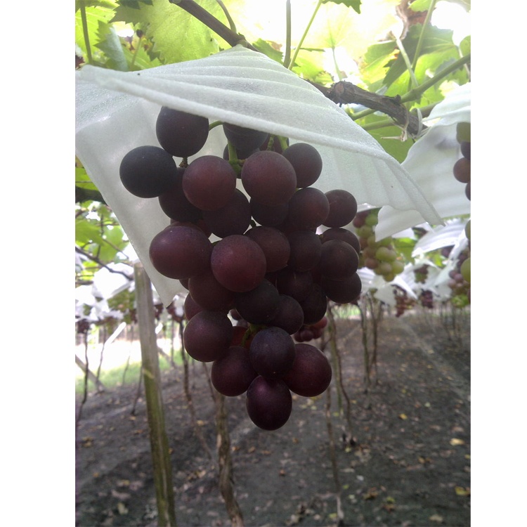 巨峰葡萄