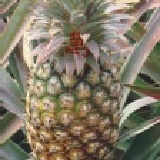 正宗關廟金鑽鳳梨台農17號盛產期保證超甜~ (吉園圃認證)~ 香甜關廟金鑽鳳梨特價9顆裝$460元(免運)