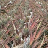 甜滋滋~關廟蜜寶鳳梨~八顆裝$490元 特價：$520