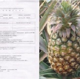 正宗關廟金鑽鳳梨~盛產期的香甜好滋味~ (吉園圃認證)~ 正宗關廟金鑽鳳梨台農17號盛產期保證超甜~ (吉園圃認證)~ 八顆裝$450元~八顆裝出貨到5/22