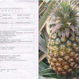 甜滋滋~關廟蜜寶鳳梨~ 正宗關廟蜜寶鳳梨台農19號盛產期保證超甜十支裝特價$520元~結束~