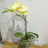 蘭花單株 特價：$150