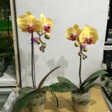 蘭花單株 特價：$200