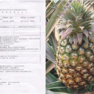 正宗關廟金鑽鳳梨台農17號盛產期保證超甜~ (吉園圃認證)~ 特價：$500