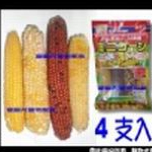 日本Mini天然玉米磨牙棒 4 入