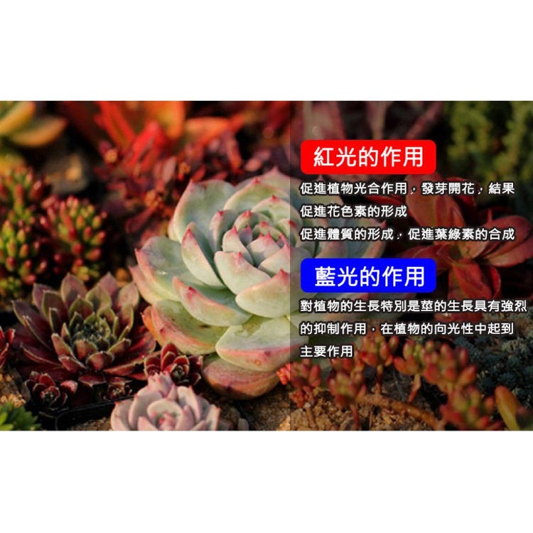 【輝鴻】LED可定時植物生長燈(單管)[PZF3424]