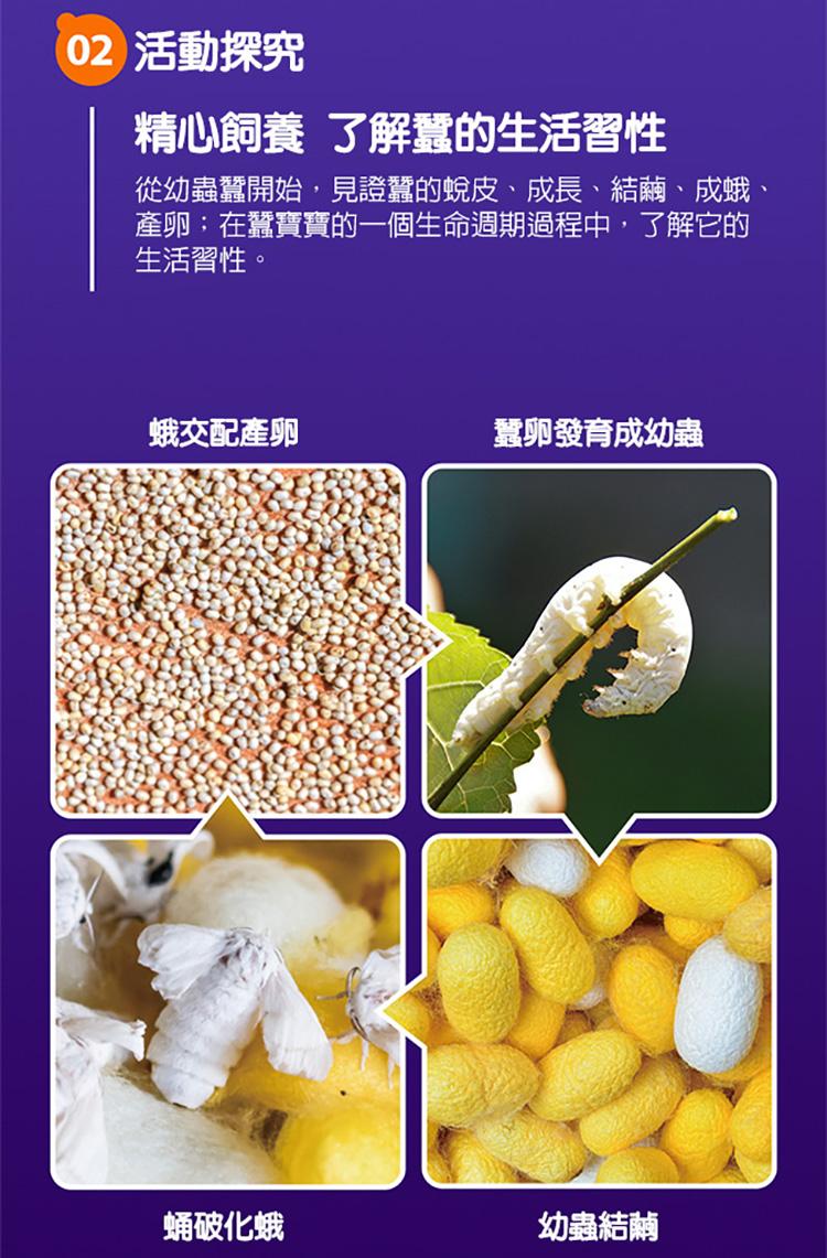 02 活動探究，精心飼養 了解蠶的生活習性，從幼蟲蠶開始,見證蠶的蛻皮、成長、結繭、成蛾、產卵;在蠶寶寶的一個生命週期過程中,了解它的，生活習性。蛾交配產卵，蛹破化蛾，蠶卵發育成幼蟲，幼蟲結繭。