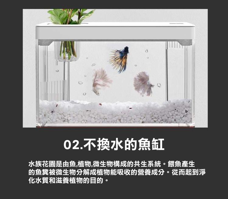 02.不換水的魚缸，水族花園是由魚,植物,微生物構成的共生系統。餵魚產生，的魚冀被微生物分解成植物能吸收的營養成分。從而起到淨，化水質和滋養植物的目的。