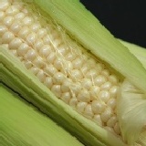 哇!好甜玉米(正式商品) 11月14日以後全部額滿 目前無法再接受訂單!!