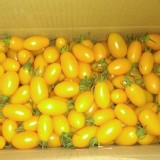 金瑩(黃色)小蕃茄5斤一箱
